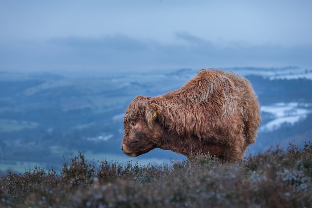 Photo Furry cow